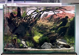 ABS Aquascape contest 2022