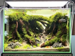 ABS Aquascape contest 2022