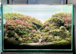 ABS Aquascape contest 2022