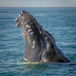 12 สถานที่ชมวาฬที่ดีที่สุดในโลก