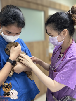 ทีมแพทย์