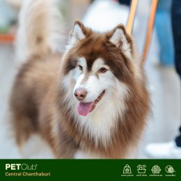 PETClub เปิดสาขาใหม่ที่ Central Chanthaburi  ศูนย์รวมสำหรับคนรักสัตว์เลี้ยงแบบครบวงจร 