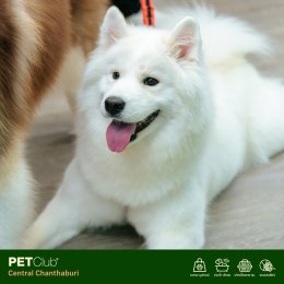 PETClub เปิดสาขาใหม่ที่ Central Chanthaburi  ศูนย์รวมสำหรับคนรักสัตว์เลี้ยงแบบครบวงจร 