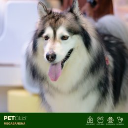 PETClub Re-Grand Opening Megabangna โฉมใหม่! เพื่อคนรักสัตว์เลี้ยง