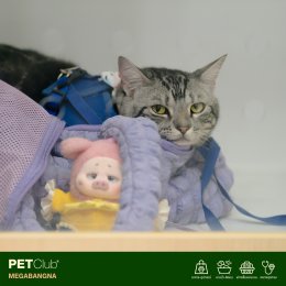 PETClub Re-Grand Opening Megabangna โฉมใหม่! เพื่อคนรักสัตว์เลี้ยง