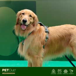 PETClub Re-Grand Opening Megabangna โฉมใหม่! เพื่อคนรักสัตว์เลี้ยง