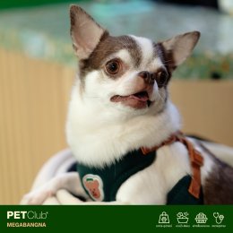 PETClub Re-Grand Opening Megabangna โฉมใหม่! เพื่อคนรักสัตว์เลี้ยง