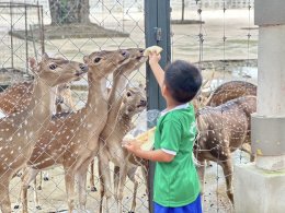 ห้องเรียนแม่ปู แม่นายได้ไปทัศนศึกษาที่  สวนนกยูง &กวางดาวและแกะ สามพราน