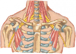 THORACIC OUTLET SYNDROME