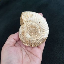 ฟอสซิลหอยแอมโมไนต์ (Ammonite fossil) "หินแห่งความเชื่อ"