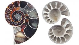 ฟอสซิลหอยแอมโมไนต์ (Ammonite fossil) "หินแห่งความเชื่อ"