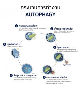 คงความอ่อนเยาว์ผิวด้วย NOBEL PRIZE "Autophagy"