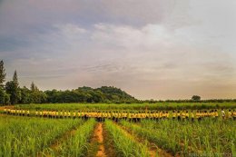 ค่ายคุณธรรมจริยธรรมนักเรียน โรงเรียนโสตศึกษา นครปฐมนักเรียนประถมศึกษาปีที่ 1 ถึง มัธยมศึกษาปีที่ 6 