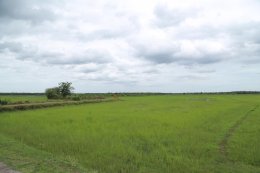 พระเดชพระคุณพระพรหมสิทธิ มอบหมายพระวิจิตรธรรมาภรณ์ ให้ตรวจเยี่ยมให้กำลังใจโยมซึ่งทำนาในที่ธรณีสงฆ์ของวัดสระเกศ ในเขตพื้นที่อำเภอปากท่อ จังหวัดราชบุรี