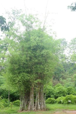 คณะพระวิทยากรกระบวนธรรม ศึกษาประวัติศาสตร์ วัดเวฬุวันมหาวิหาร หรือ พระวิหารเวฬุวันกลันทกนิวาปสถาน เป็นวัดแห่งแรกในพระพุทธศาสนา