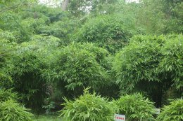 คณะพระวิทยากรกระบวนธรรม ศึกษาประวัติศาสตร์ วัดเวฬุวันมหาวิหาร หรือ พระวิหารเวฬุวันกลันทกนิวาปสถาน เป็นวัดแห่งแรกในพระพุทธศาสนา