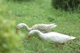 คณะพระวิทยากรกระบวนธรรม ศึกษาประวัติศาสตร์ วัดเวฬุวันมหาวิหาร หรือ พระวิหารเวฬุวันกลันทกนิวาปสถาน เป็นวัดแห่งแรกในพระพุทธศาสนา