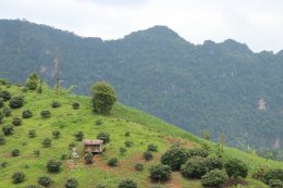 Full Day Experience 5 Hill Tribes Trek (Palong)