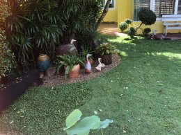 โครงการหมู่บ้านคาซ่า วิลล์ 1 ราชพฤกษ์ - รัตนาธิเบศร์