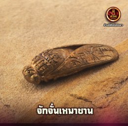 จักจั่นเหมาซาน