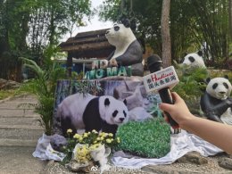 หลินฮุ่ย แพนด้ายักษ์ในไทยเสียชีวิตแล้ว ทีมข่าวThailand Headlinesลงพื้นที่ไปสวนสัตว์เชียงใหม่เพื่อสืบค้นข้อมูลเพิ่มเติม
