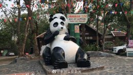 旅泰大熊猫林惠去世，泰国头条新闻团队赴清迈动物园了解详情