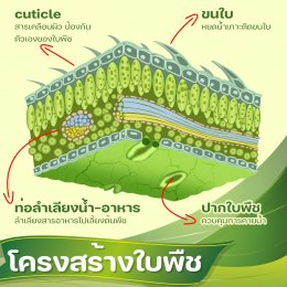  ทำไมเอฟอชถึงดี แล้วเห็นผลกว่าจากสารจับใบ แล้วดีกว่าอย่างไร