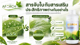 สารจับใบกับสารเสริมประสิทธิภาพทางใบต่างกันอย่างไร AFORCH เอฟอช ช่วยให้สารฉีดพ่นกระจายตัว เปียกใบ และลดการไหลหยด