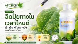 ฉีดปุ๋ยทางใบเวลาไหนดี ช่วงเช้าหรือเย็นเหมาะกับการฉีดพ่น AFORCH เอฟอช และปุ๋ยทางใบ