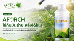 AFORCH ใช้กับมันสำปะหลังได้ไหม ช่วยเพิ่มประสิทธิภาพการฉีดพ่นทางใบในแปลงมันสำปะหลัง