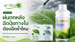 ฝนตกหลังฉีดปุ๋ยทางใบต้องฉีดซ้ำไหม AFORCH เอฟอชช่วยลดการไหลหยดและเพิ่มการเปียกใบของสารฉีดพ่น