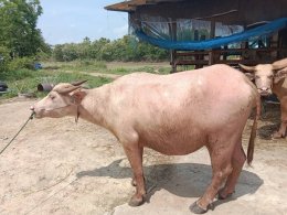 มูลนิธิพุทธภูมิธรรม ร่วมพลังบุญกับ กองทัพภาคที่1 ไถ่ชีวิตกระบือเผือก พลังบุญสิริมงคล