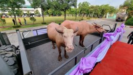 มูลนิธิพุทธภูมิธรรม ร่วมพลังบุญกับ กองทัพภาคที่1 ไถ่ชีวิตกระบือเผือก พลังบุญสิริมงคล