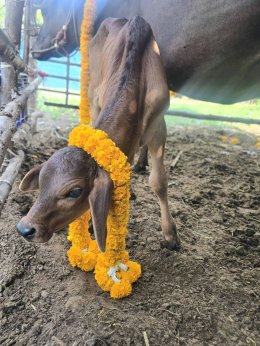 มูลนิธิพุทธภูมิธรรม ร่วมกับ กองทัพภาคที่ 1 กองทัพบก ไถ่ชีวิต โค-กระบือ ร่วมถวายเป็นพระราชกุศลสมเด็จพระนางเจ้าสิริกิติ์ พระบรมราชินีนาถ พระบรมราชชนนีพันปีหลวง
