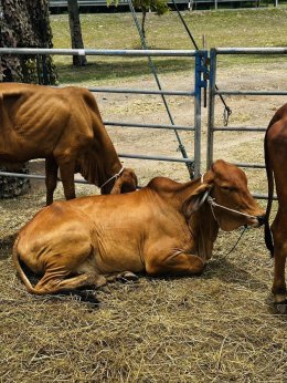 มูลนิธิพุทธภูมิธรรม ร่วมกับ กองทัพภาคที่ 1 กองทัพบก ไถ่ชีวิต โค-กระบือ ร่วมถวายเป็นพระราชกุศลสมเด็จพระนางเจ้าสิริกิติ์ พระบรมราชินีนาถ พระบรมราชชนนีพันปีหลวง