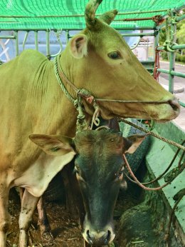 มหาบุญถวายแผ่นดินสยามทอดผ้าป่ารวมพลังศรัทธา5มหากุศล  ณ วัดชมภูเวก จังหวัดนนทบุรี สำเร็จลุล่วงบริบูรณ์ 