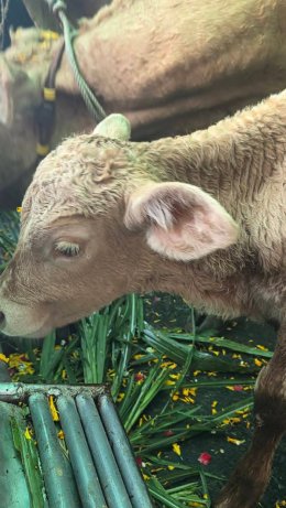 มูลนิธิพุทธภูมิธรรม x พล.1 รอ.มอบชีวิตใหม่ให้โค-กระบือ เพื่อเฉลิมพระเกียรติและถวายเป็นพระราชกุศล แด่พระบาทสมเด็จพระบรมชนกาธิเบศรมหาภูมิพลอดุลเดชมหาราช บรมนาถบพิตร (รัชกาลที่ 9)