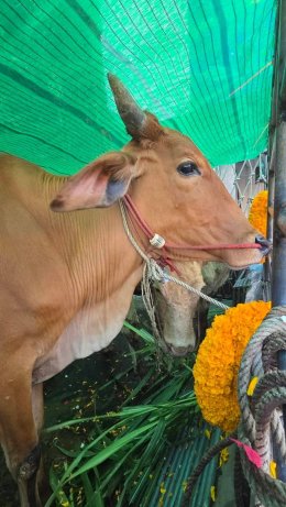 มูลนิธิพุทธภูมิธรรม x พล.1 รอ.มอบชีวิตใหม่ให้โค-กระบือ เพื่อเฉลิมพระเกียรติและถวายเป็นพระราชกุศล แด่พระบาทสมเด็จพระบรมชนกาธิเบศรมหาภูมิพลอดุลเดชมหาราช บรมนาถบพิตร (รัชกาลที่ 9)