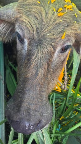 มูลนิธิพุทธภูมิธรรม x พล.1 รอ.มอบชีวิตใหม่ให้โค-กระบือ เพื่อเฉลิมพระเกียรติและถวายเป็นพระราชกุศล แด่พระบาทสมเด็จพระบรมชนกาธิเบศรมหาภูมิพลอดุลเดชมหาราช บรมนาถบพิตร (รัชกาลที่ 9)