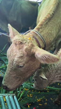 มูลนิธิพุทธภูมิธรรม x พล.1 รอ.มอบชีวิตใหม่ให้โค-กระบือ เพื่อเฉลิมพระเกียรติและถวายเป็นพระราชกุศล แด่พระบาทสมเด็จพระบรมชนกาธิเบศรมหาภูมิพลอดุลเดชมหาราช บรมนาถบพิตร (รัชกาลที่ 9)