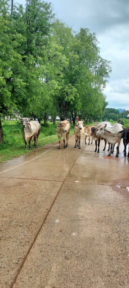 มูลนิธิพุทธภูมิธรรม ลงพื้นที่เยี่ยมเยียนโคกระบือไถ่ชีวิต