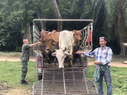 มูลนิธิพุทธภูมิธรรม ส่งโค-กระบือ จำนวน 72 ตัว ที่หมู่คณะ, ญาติธรรมและกัลยาณมิตรทุกท่านร่วมบุญไถ่ชีวิตกันมา มอบให้กับกองทัพภาคที่ 1