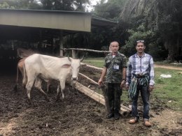 มูลนิธิพุทธภูมิธรรม ส่งโค-กระบือ จำนวน 72 ตัว ที่หมู่คณะ, ญาติธรรมและกัลยาณมิตรทุกท่านร่วมบุญไถ่ชีวิตกันมา มอบให้กับกองทัพภาคที่ 1