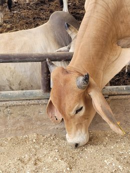 มูลนิธิพุทธภูมิธรรม ขอเชิญร่วมไถ่ชีวิตวัว(ขาเจ็บ) และ วัวผองเพื่อน 32 ตัว จากโรงฆ่าสัตว์ ย่านหนองจอก กรุงเทพฯ  เจ้าภาพตัวละ 26,000 บาท