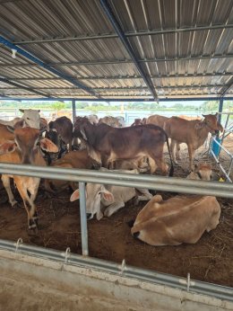 มูลนิธิพุทธภูมิธรรม ขอเชิญร่วมไถ่ชีวิตวัว(ขาเจ็บ) และ วัวผองเพื่อน 32 ตัว จากโรงฆ่าสัตว์ ย่านหนองจอก กรุงเทพฯ  เจ้าภาพตัวละ 26,000 บาท