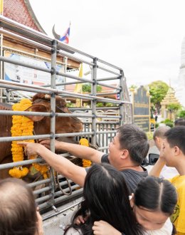 เราสามารถไถ่ชีวิตวัวจาก 32 ตัว เป็นทั้งหมด 72 ตัว️ผู้คนต่างแสดงความปีติยินดี ในมหาทานบารมีครั้งใหญ่นี้ 