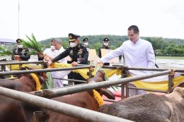 มูลนิธิพุทธภูมิธรรม มอบโคไถ่ชีวิต จำนวน 5 ตัว ให้แด่ กองพลทหารราบที่ 2 รักษาพระองค์