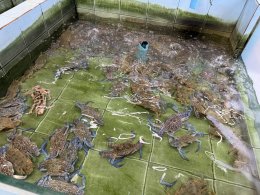 2026年10月1日(木)シェルタンケーシーフード SHELL TANGKAY SEAFOOD(海鮮料理 タイ料理)