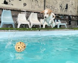 pet's ville pool