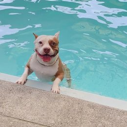 pet's ville pool